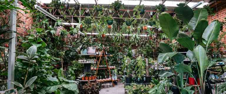 Happy Plants Happy Home Happy Plants Happy Home