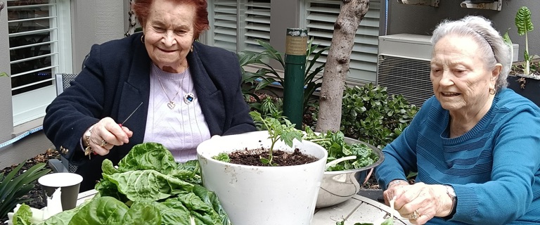 Trevi Court residents sorting through silverbeet.jpg Trevi Court residents sorting through silverbeet.jpg