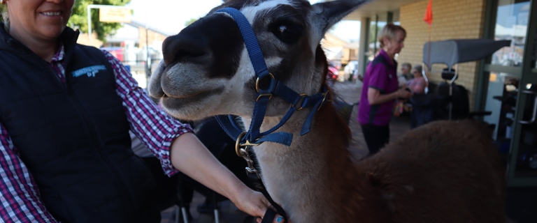Fernhill Ekka Day Aug 2019 (62).JPG Fernhill Ekka Day Aug 2019 (62).JPG