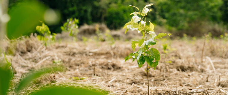 TTNQxReforest31.1.25-202 (1).jpg TTNQxReforest31.1.25-202 (1).jpg